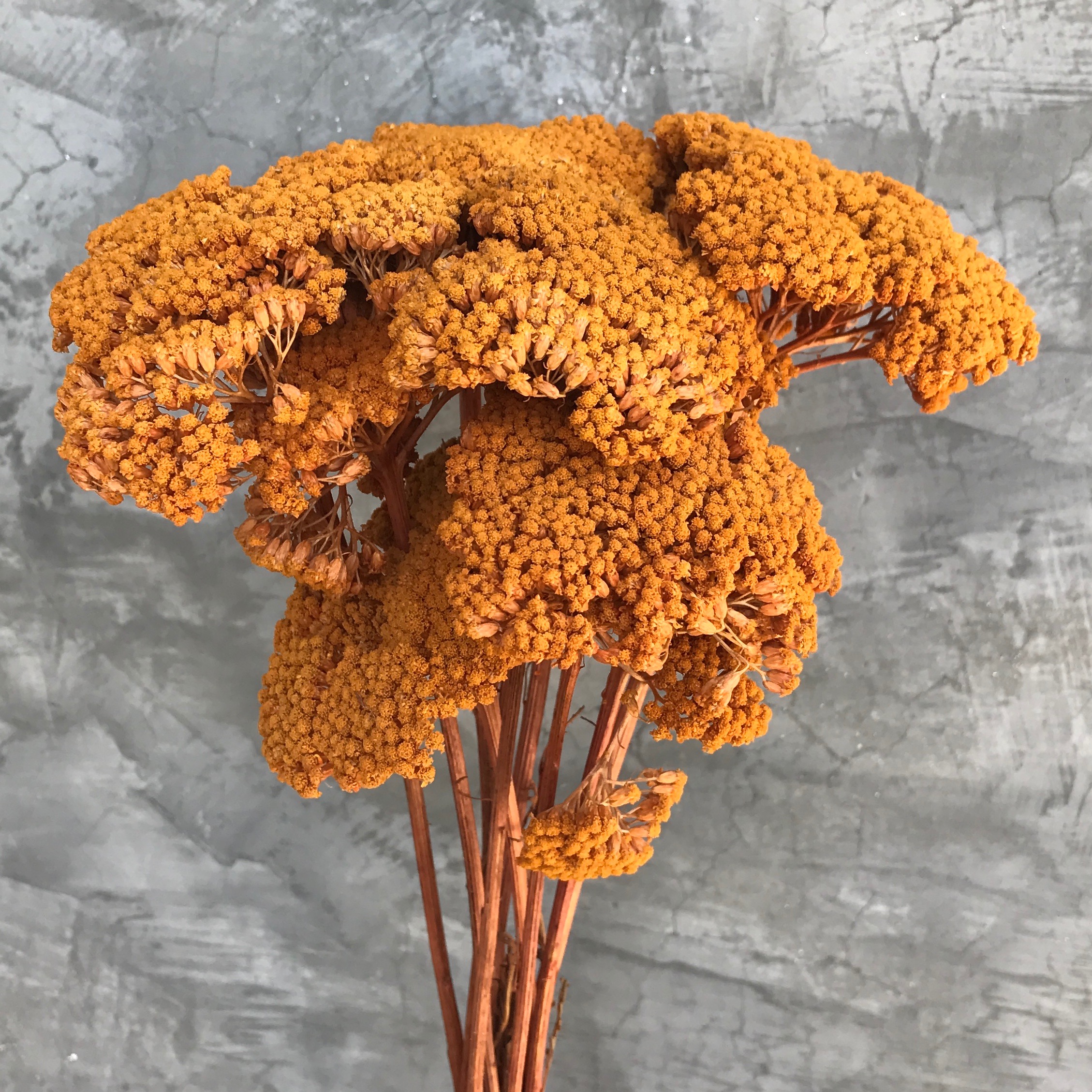 Natural Amber Yarrow Flowers